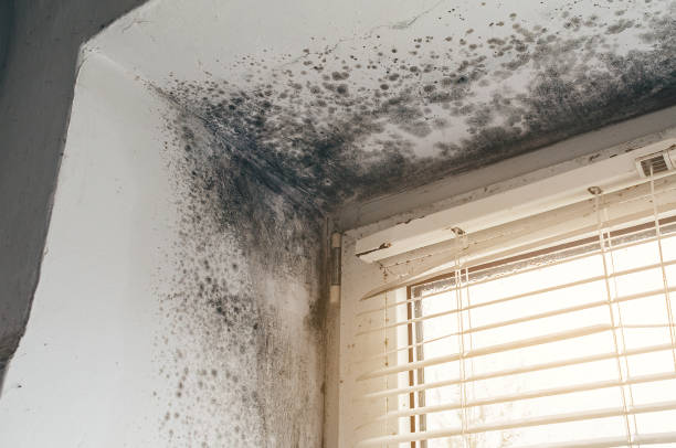 Affordable Mold Removal solutions in Black Creek, NC